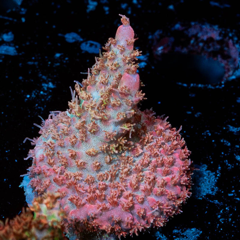 Purple Haze  Acropora