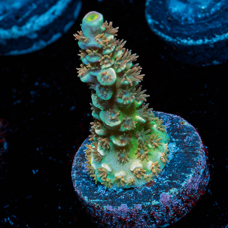 Starscream Acropora