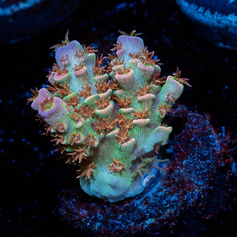 Tear Jerker tenuis Acropora