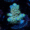 Circus Rings Tenuis Acropora - riptide aquaculture llc