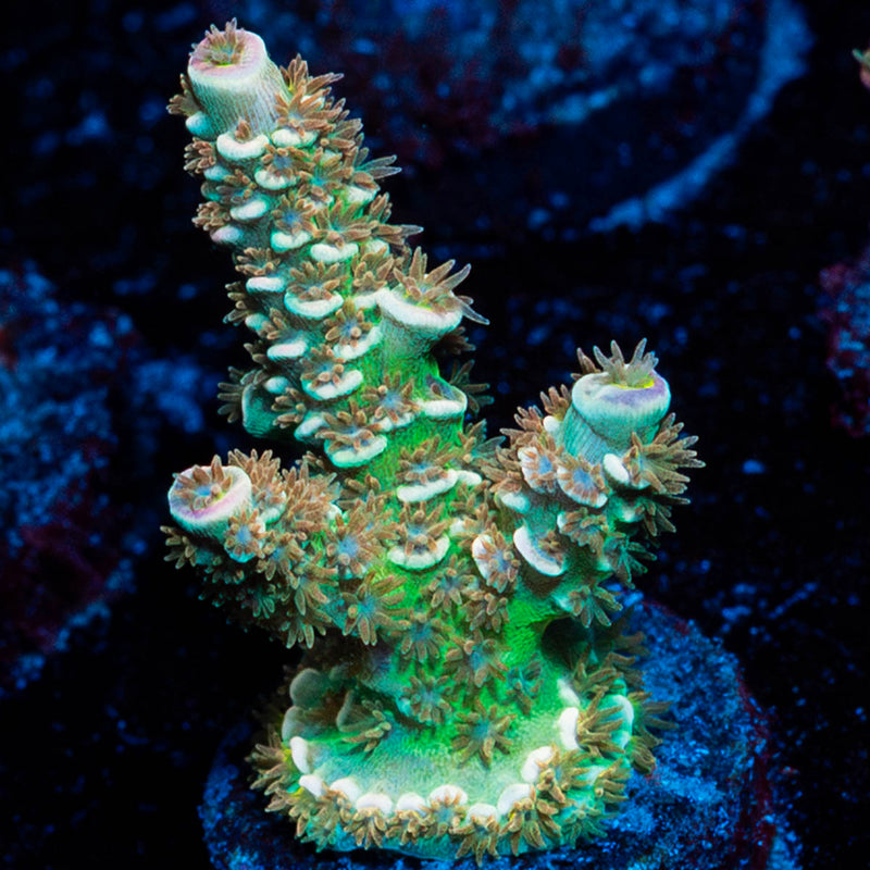 chevron Tenuis Acropora