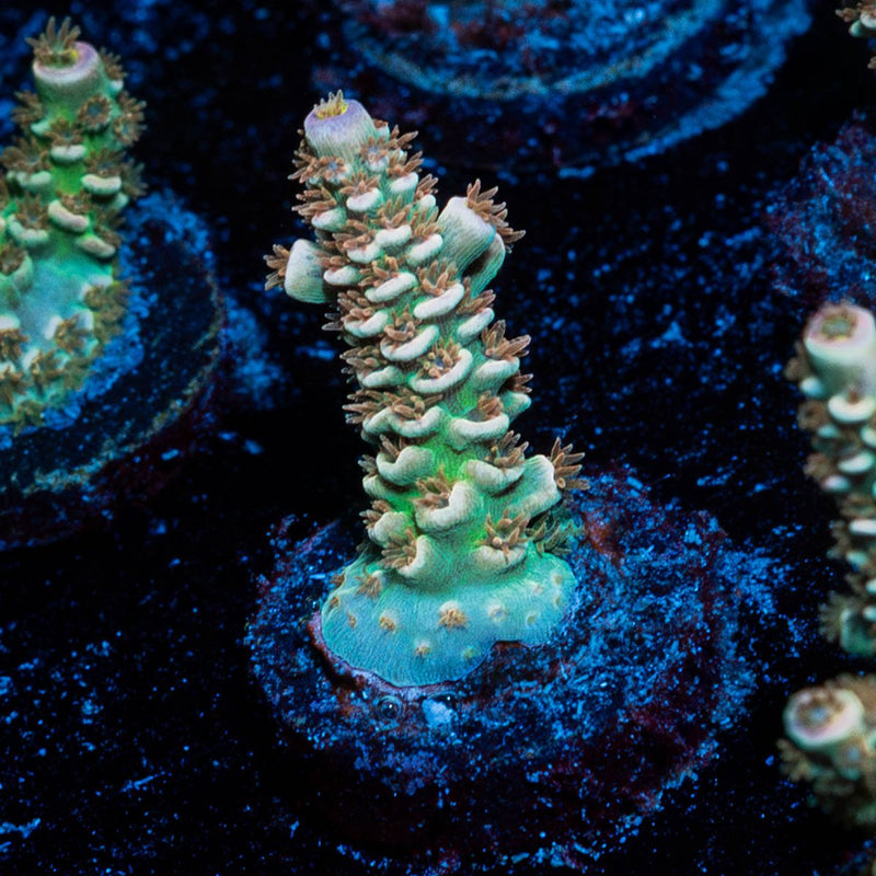 chevron Tenuis Acropora