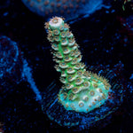 chevron Tenuis Acropora - riptide aquaculture llc
