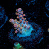 Confetti Acropora - riptide aquaculture llc