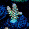 chevron Tenuis Acropora - riptide aquaculture llc
