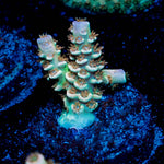chevron Tenuis Acropora - riptide aquaculture llc