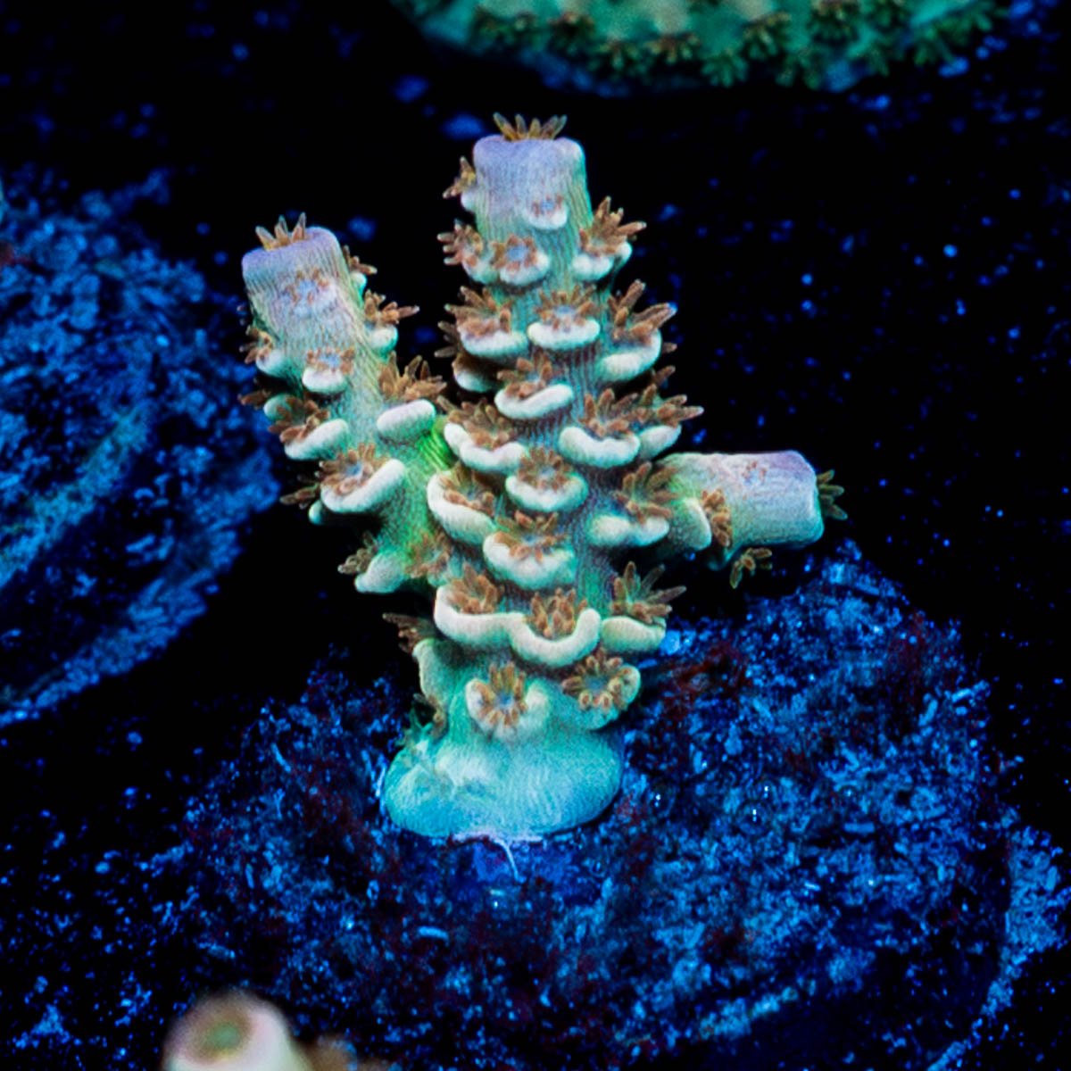 chevron Tenuis Acropora - riptide aquaculture llc