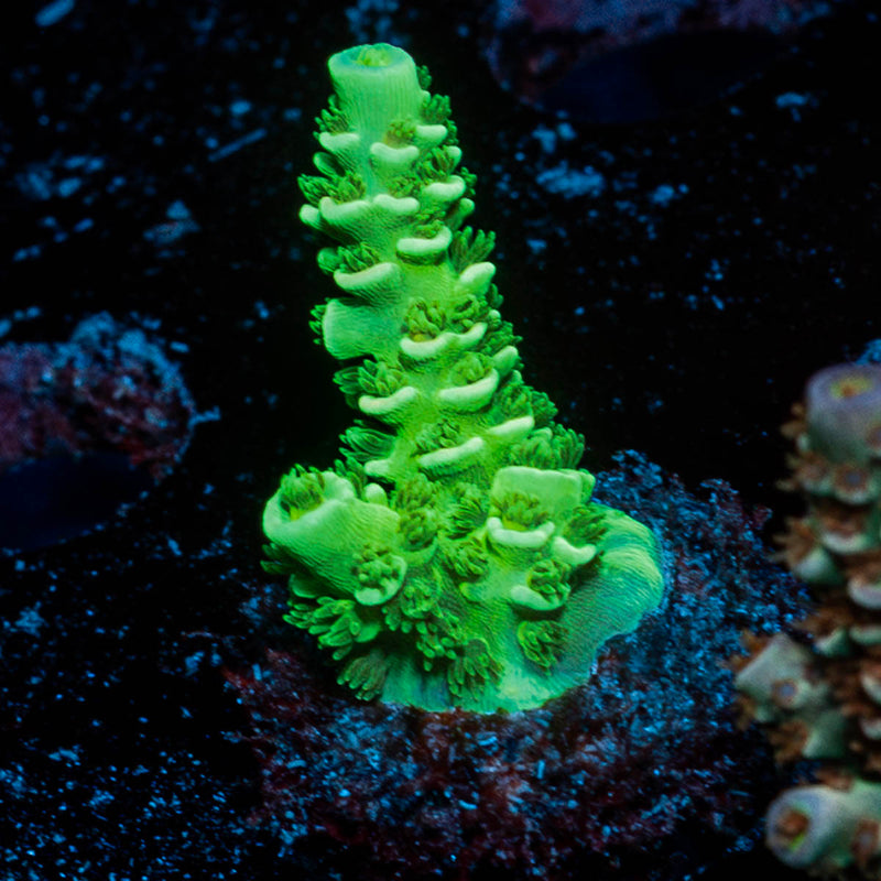 Toxic Tenuis Acropora
