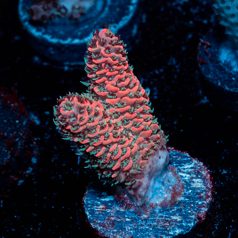 Judge Judy Millepora