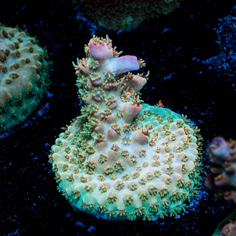 Buzz Lightyear Acropora