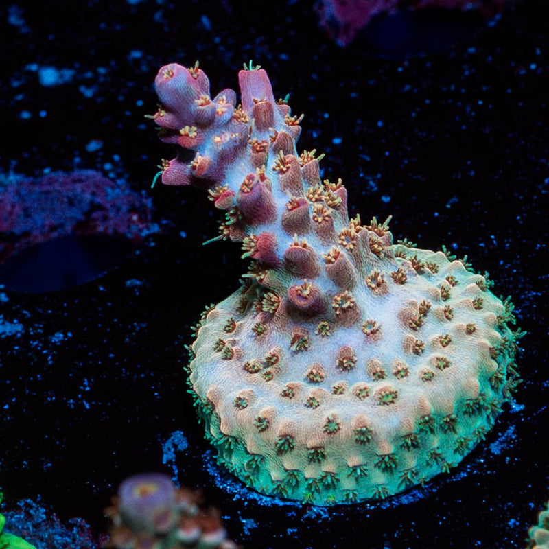 Buzz Lightyear Acropora