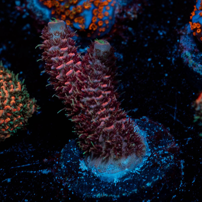 Rose Millepora