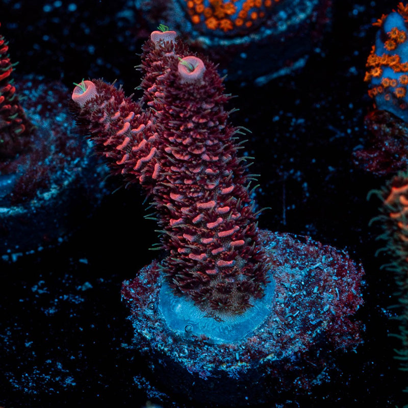 Rose Millepora