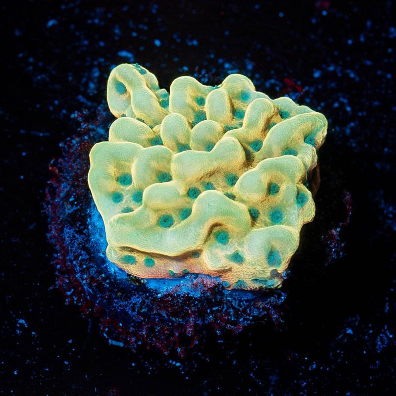 Beach Bum Montipora