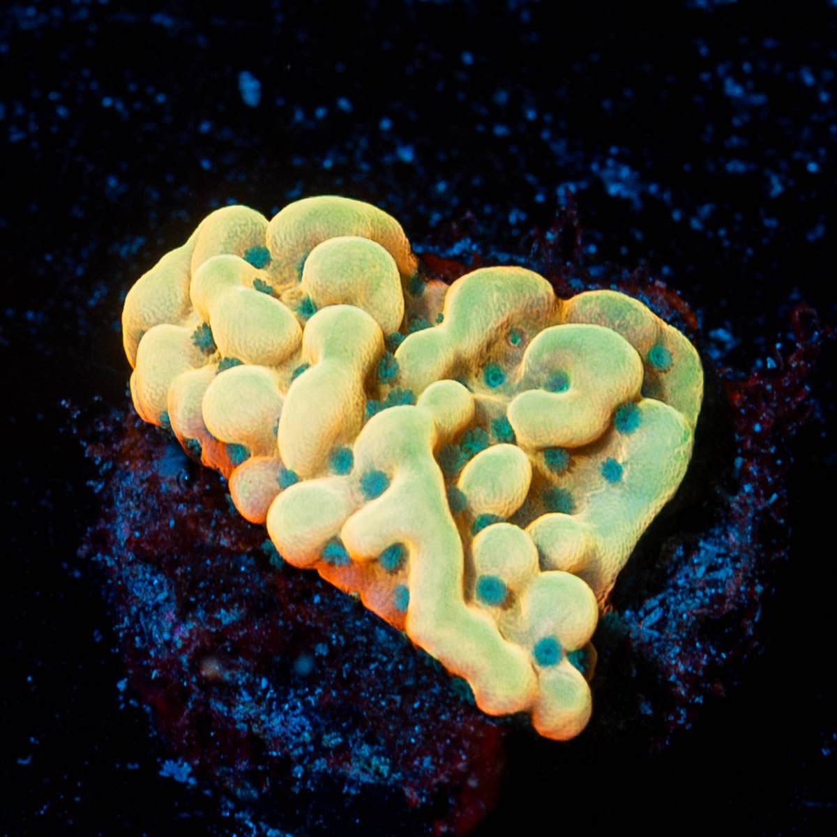 Beach Bum Montipora - riptide aquaculture llc