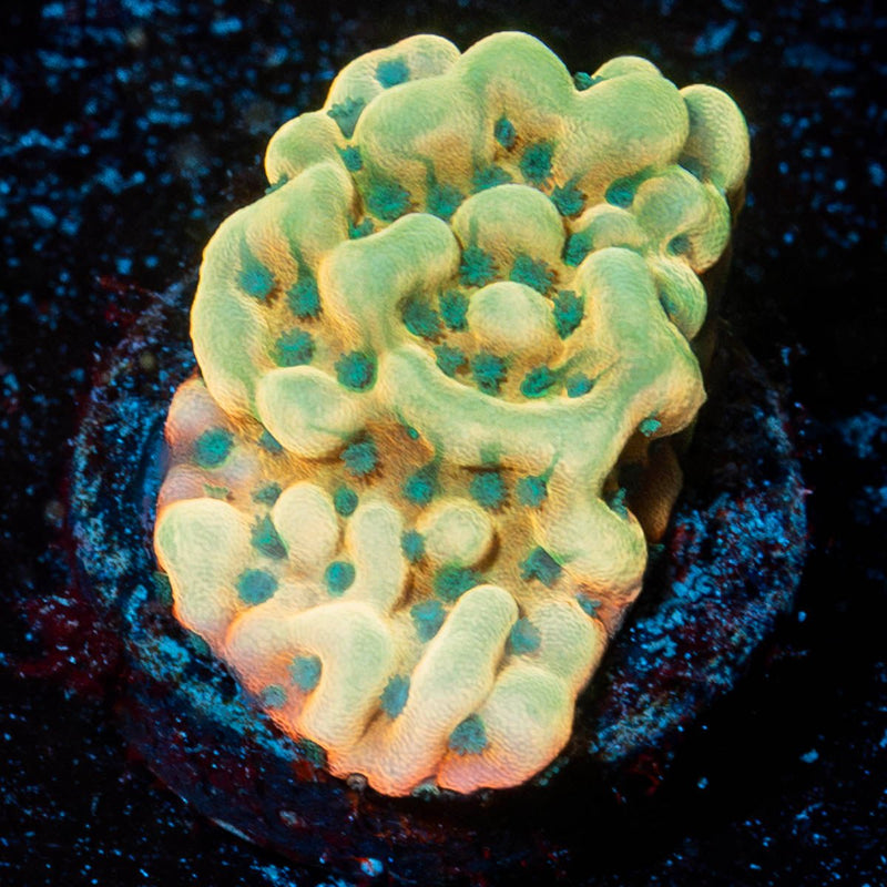 Beach Bum Montipora