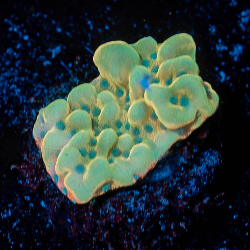 Beach Bum Montipora