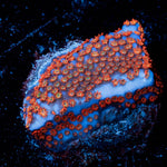 Superman Montipora - riptide aquaculture llc