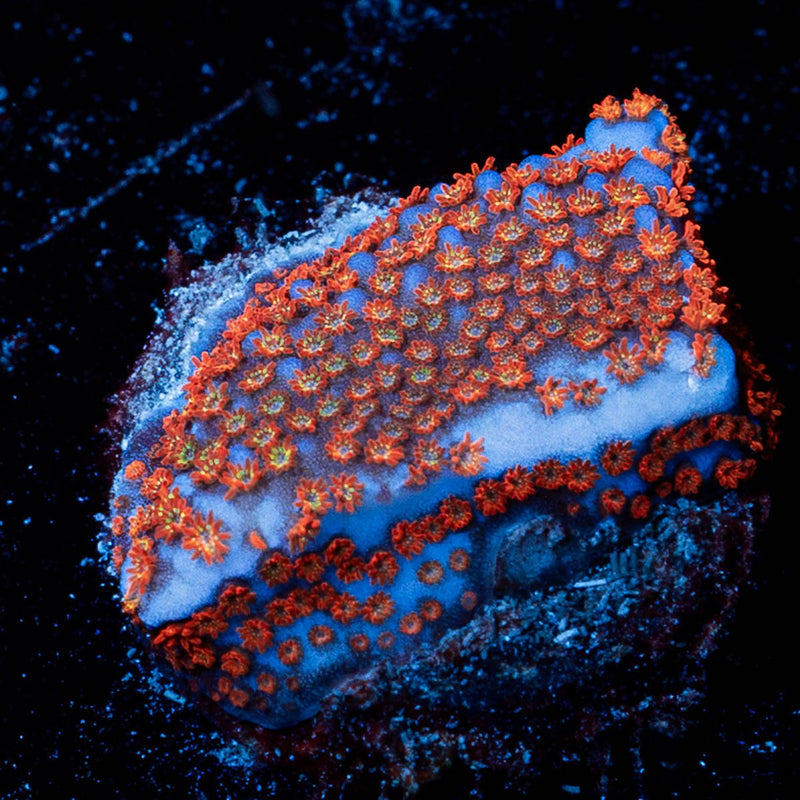 Superman Montipora