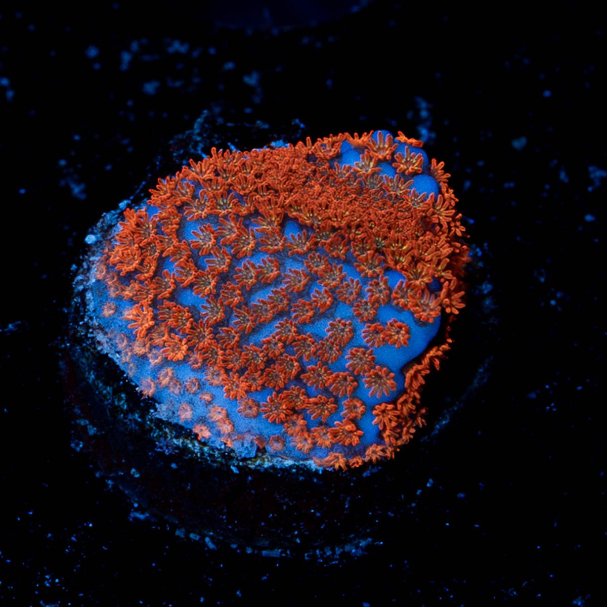 Superman Montipora - riptide aquaculture llc