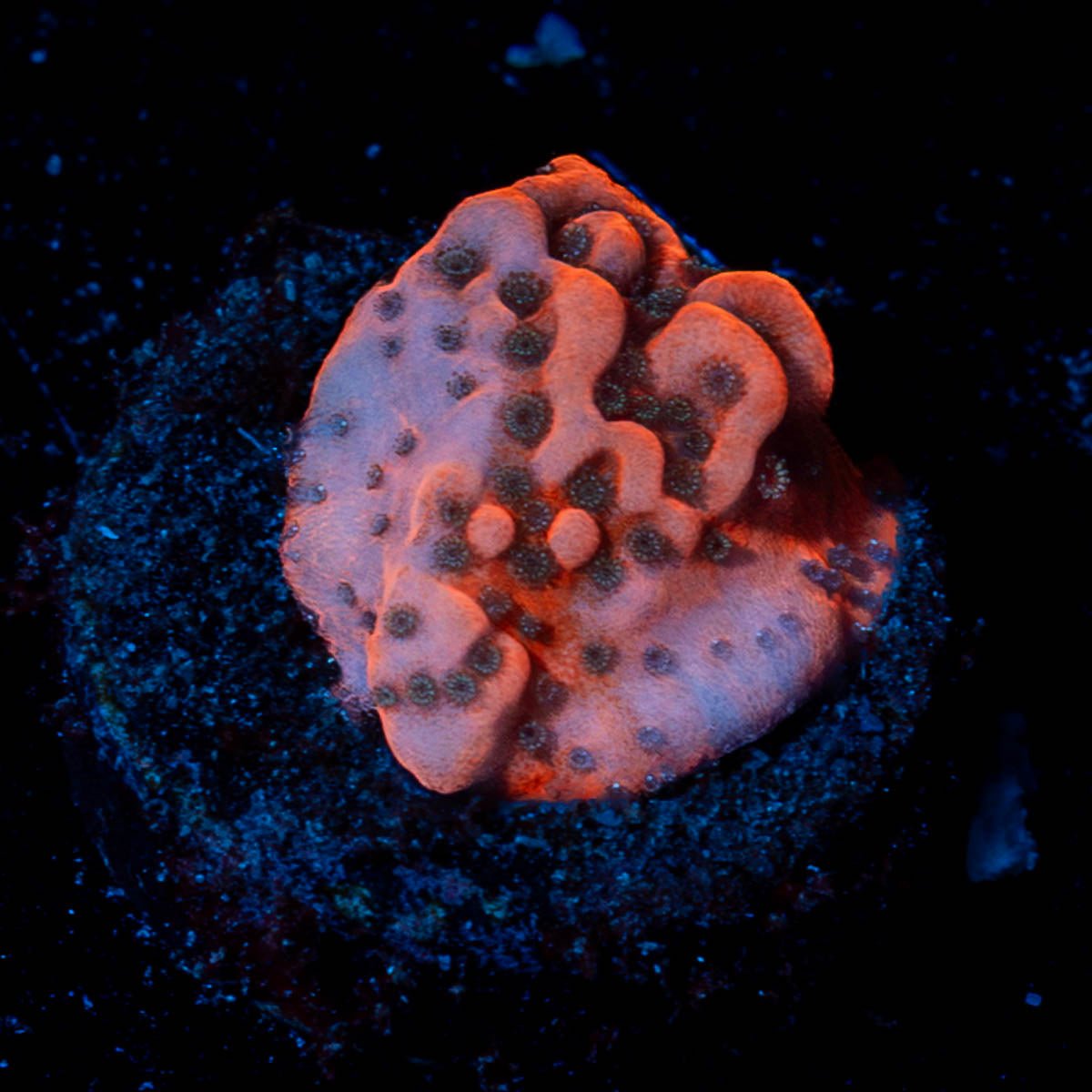 Cherry Tree Montipora - riptide aquaculture llc