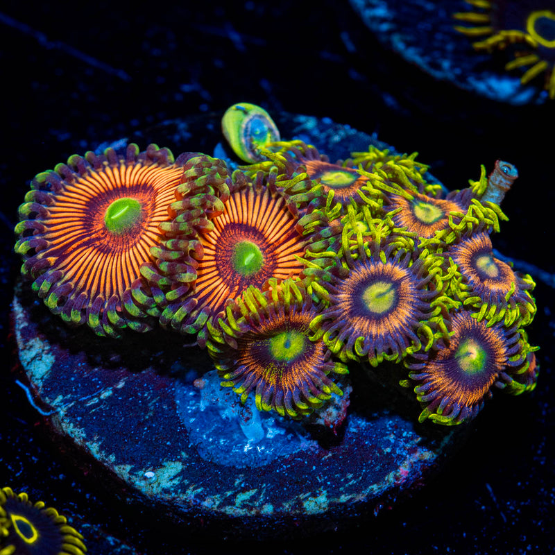 Combo Zoanthid Plug