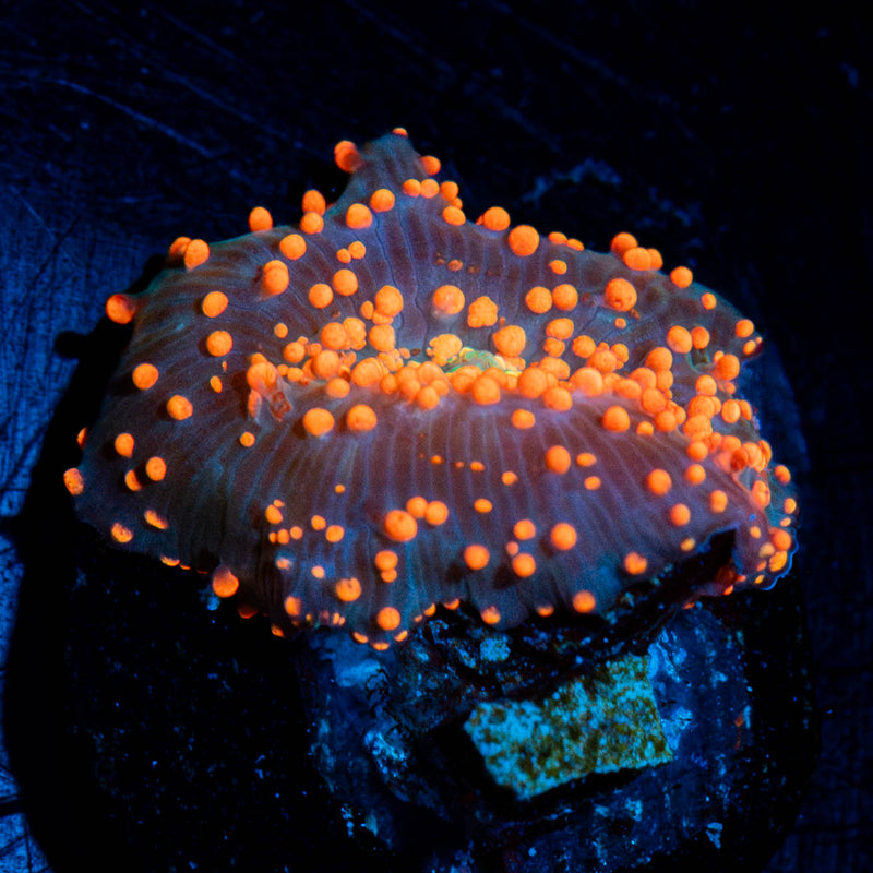 Red Inerstellar Mushroom