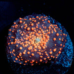 Red Inerstellar Mushroom 