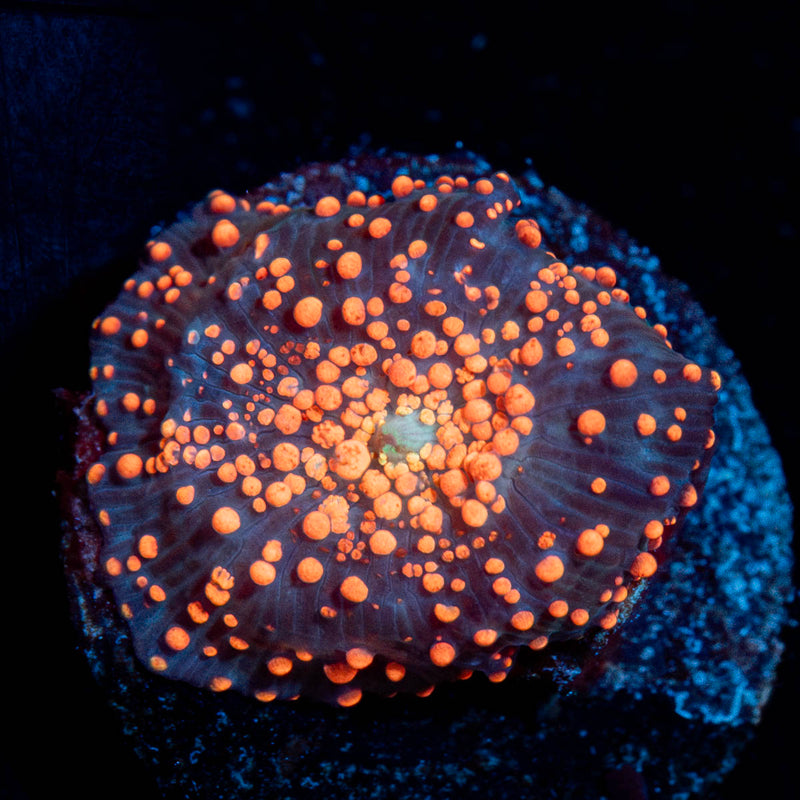 Red Inerstellar Mushroom