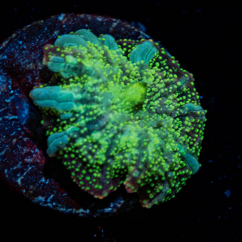 Disco Biscuit Mushroom