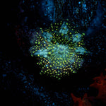Rainbow Interstellar Mushroom - riptide aquaculture llc