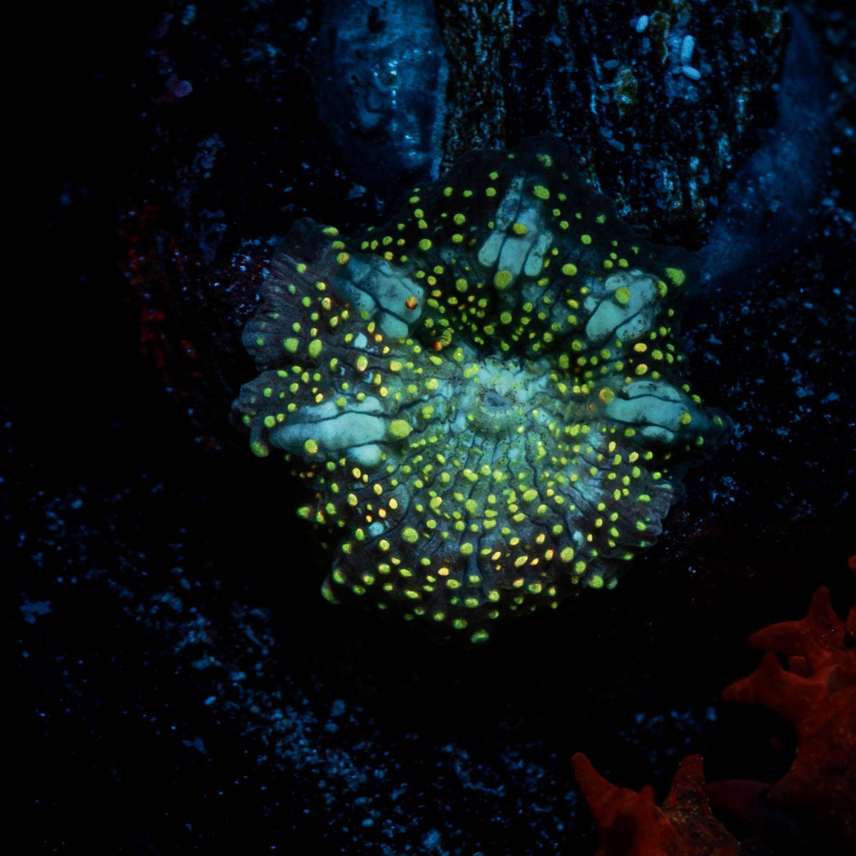 Rainbow Interstellar Mushroom - riptide aquaculture llc