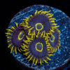 Purple Hornet Zoanthid - riptide aquaculture llc