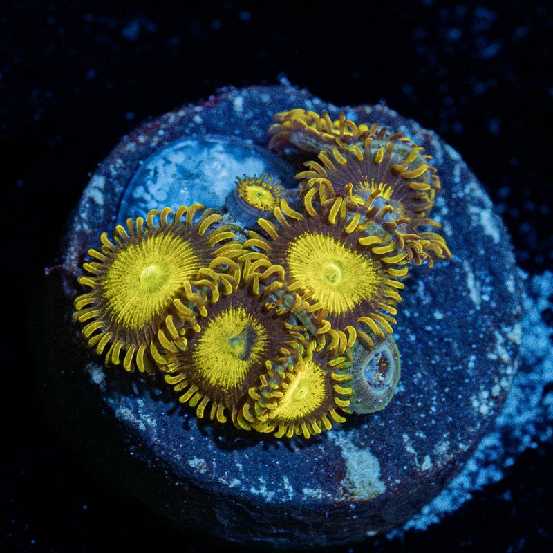 King Midas Zoanthid