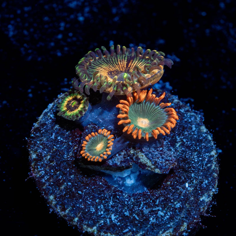Combo Zoanthid Plug