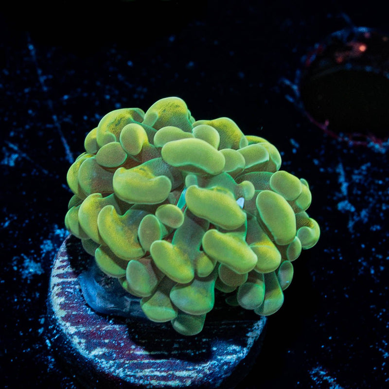 Golden Branching Hammer Coral