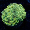 Golden Branching Hammer Coral - riptide aquaculture llc