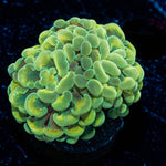 Golden Branching Hammer Coral - riptide aquaculture llc