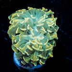 Golden Branching Hammer Coral - riptide aquaculture llc