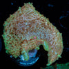 Green Umbrella Mushroom - riptide aquaculture llc