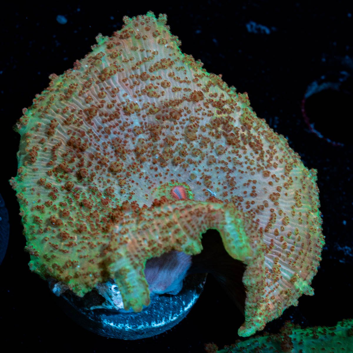 Green Umbrella Mushroom - riptide aquaculture llc