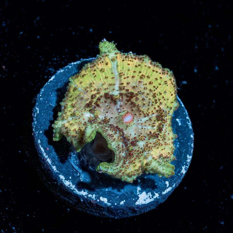 Green Umbrella Mushroom