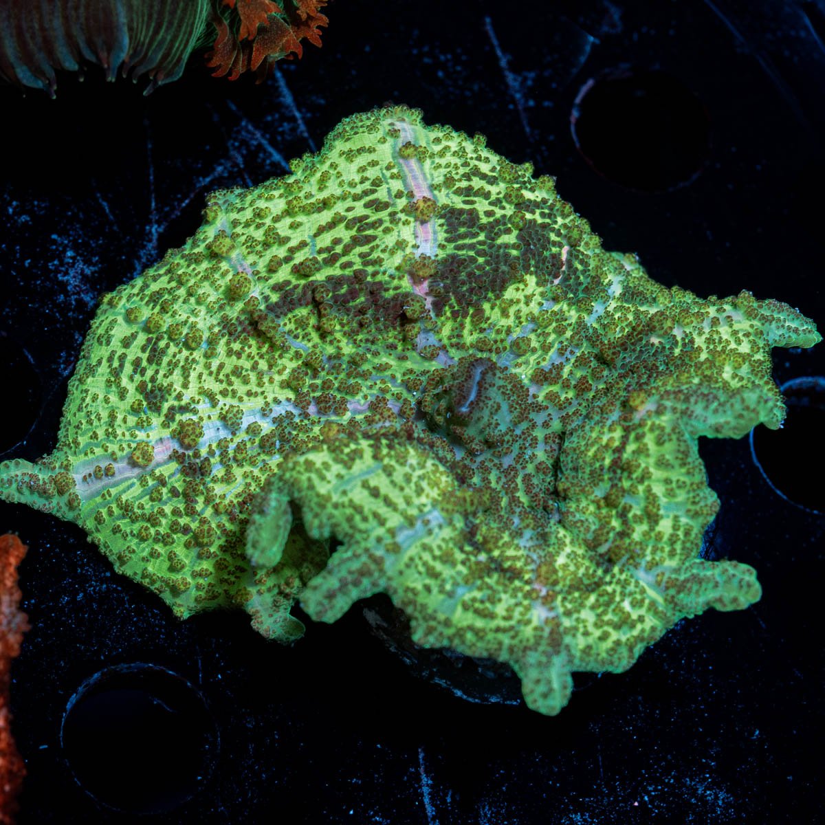 Green Umbrella Mushroom - riptide aquaculture llc