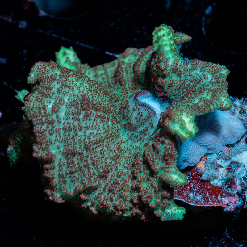 Green Umbrella Mushroom