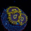 Purple Hornet Zoanthid - riptide aquaculture llc