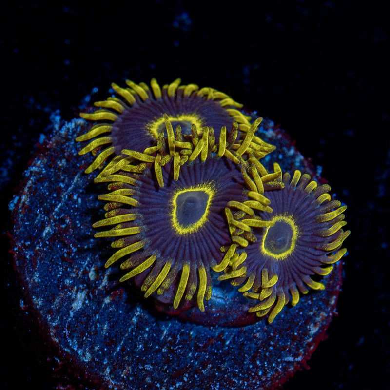 Purple Hornet Zoanthid