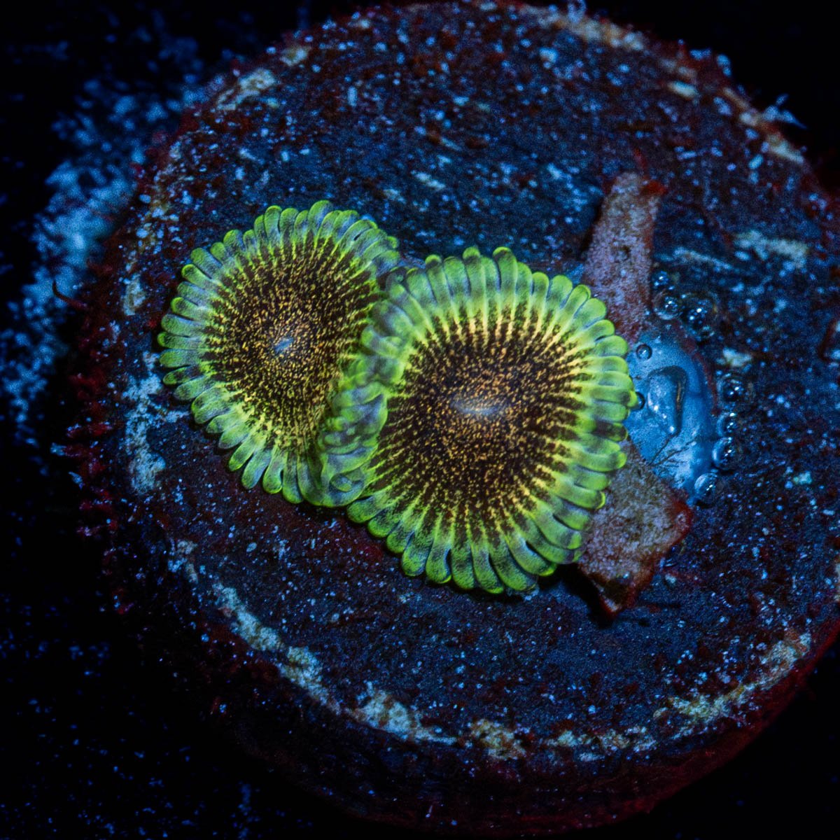 Lemon Lime Zoanthid - riptide aquaculture llc