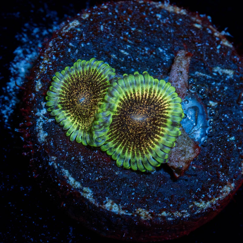 Lemon Lime Zoanthid