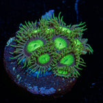 Emerald City Zoanthid - riptide aquaculture llc