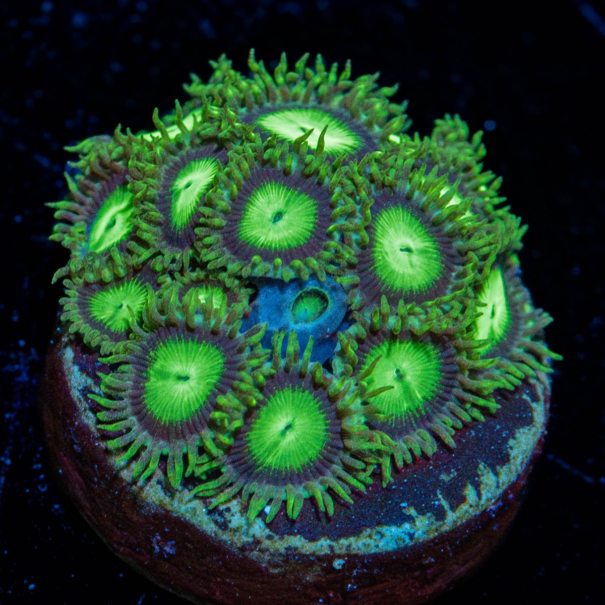 Emerald City Zoanthid - riptide aquaculture llc